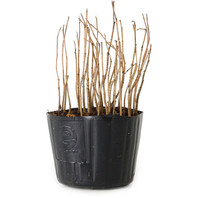 Rhus, 10 cm, ± 2 anni