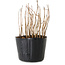 Rhus, 10 cm, ± 2 Jahre alt
