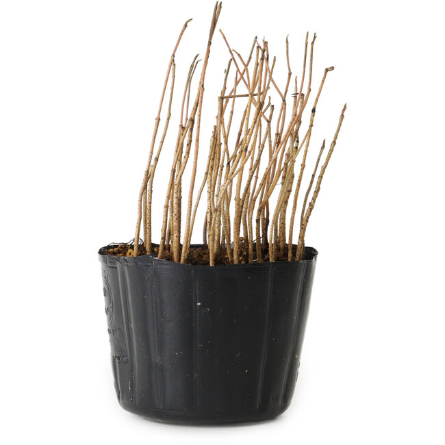Rhus, 10 cm, ± 2 Jahre alt