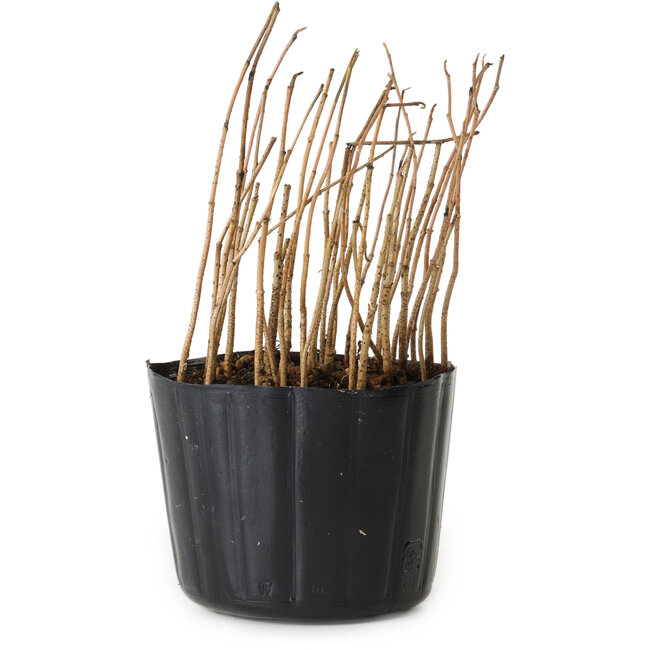 Rhus, 10 cm, ± 2 Jahre alt