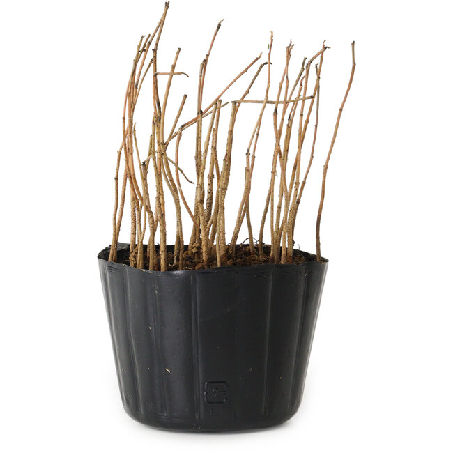 Rhus, 10 cm, ± 2 years old