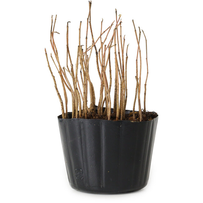 Rhus, 10 cm, ± 2 años de edad