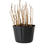 Rhus, 10 cm, ± 2 Jahre alt