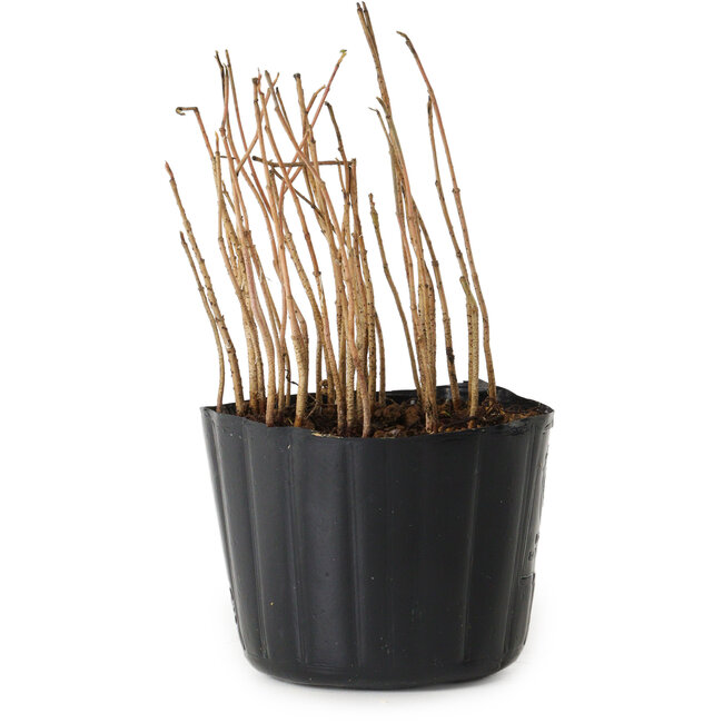 Rhus, 10 cm, ± 2 jaar oud