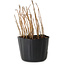 Rhus, 10 cm, ± 2 Jahre alt