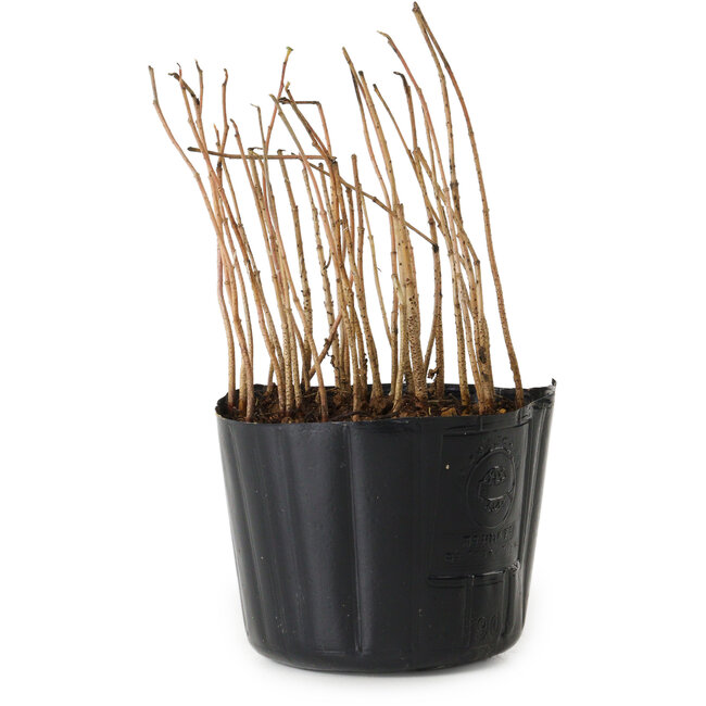 Rhus, 10 cm, ± 2 jaar oud