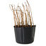 Rhus, 10 cm, ± 2 Jahre alt