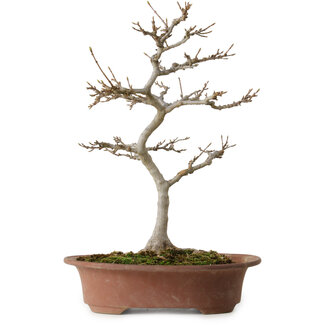 Acer buergerianum, 32 cm, ± 15 Jahre alt