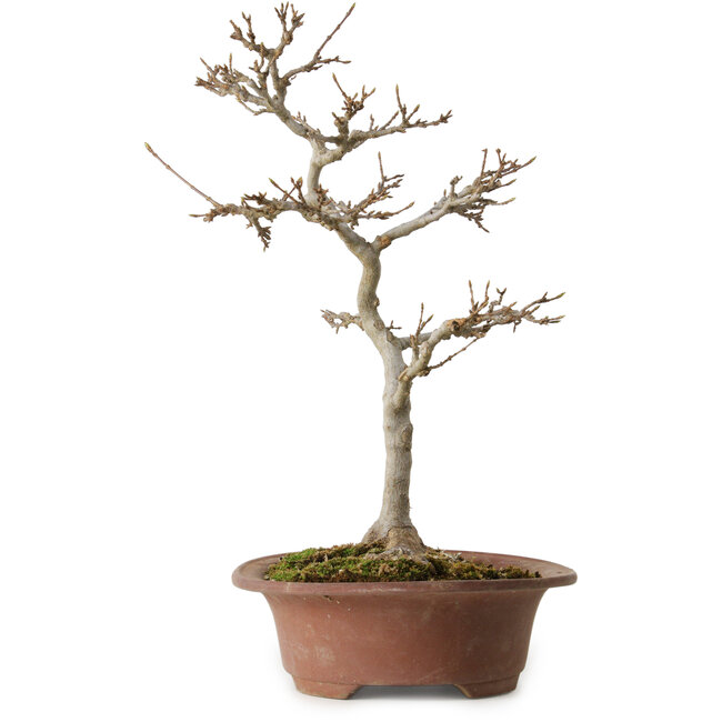 Acer buergerianum, 32 cm, ± 15 años, con un nebari de 12 cm