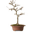 Acer buergerianum, 32 cm, ± 15 anni, con nebari di 12 cm