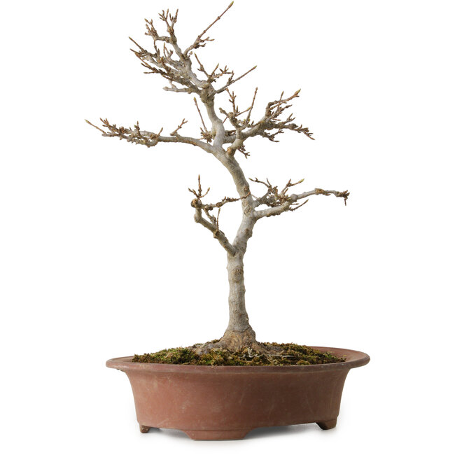 Acer buergerianum, 32 cm, ± 15 years old, with a nebari of 12 cm