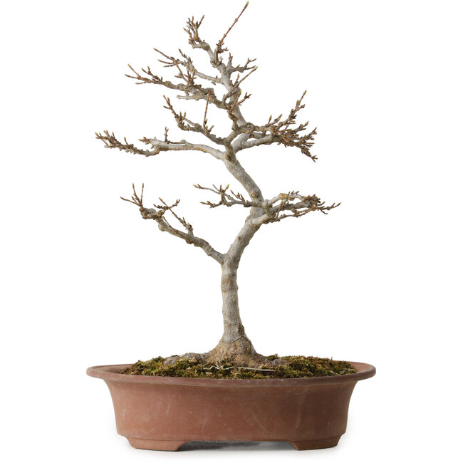 Acer buergerianum, 32 cm, ± 15 jaar oud, met een nebari van 12 cm