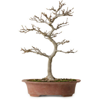 Acer buergerianum, 34 cm, ± 15 anni