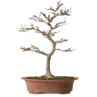 Acer buergerianum, 34 cm, ± 15 years old