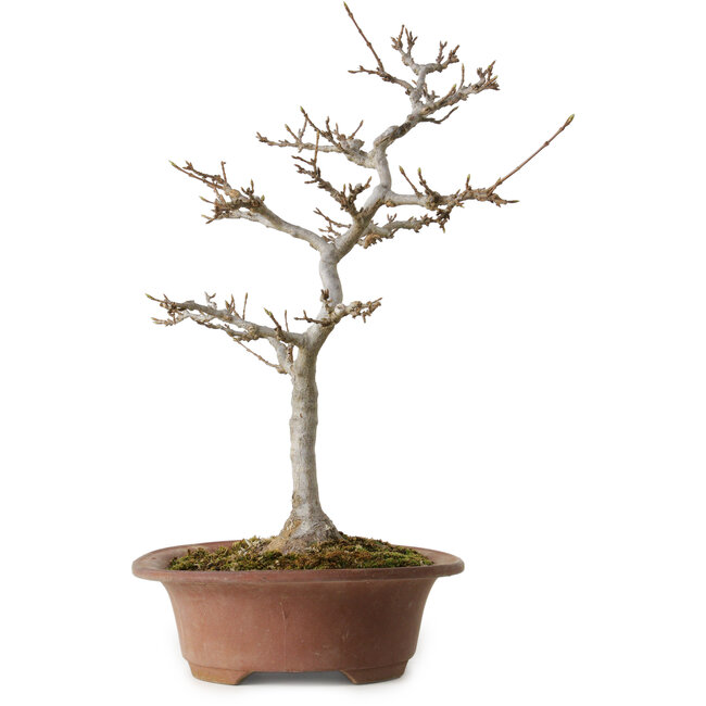 Acer buergerianum, 32 cm, ± 15 years old, with a nebari of 12 cm