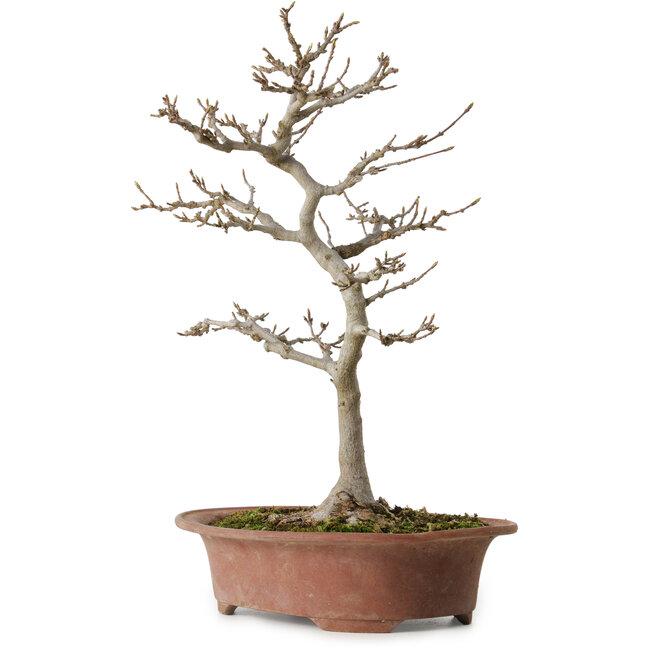 Acer buergerianum, 34 cm, ± 15 años, con un nebari de 12 cm