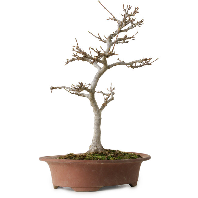 Acer buergerianum, 32 cm, ca. 15 Jahre alt, mit einem Wurzelhals von 12 cm