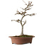 Acer buergerianum, 32 cm, ± 15 anni, con nebari di 12 cm