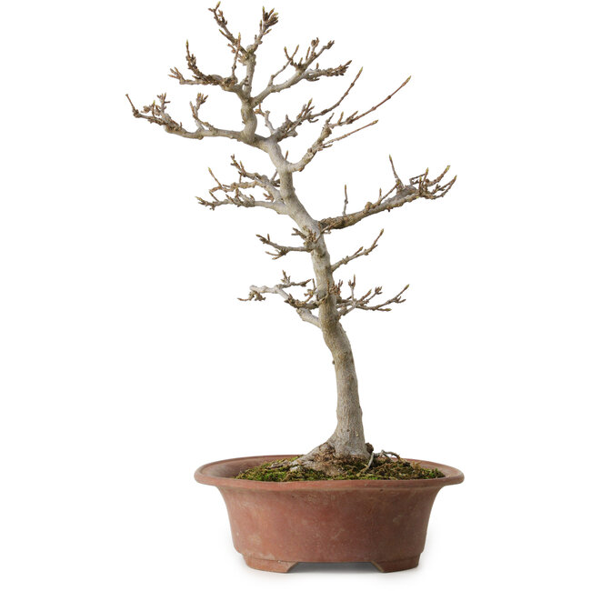Acer buergerianum, 34 cm, ± 15 anni, con nebari di 12 cm