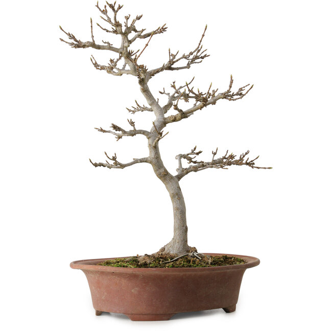 Acer buergerianum, 34 cm, ± 15 ans, avec un nebari de 12 cm