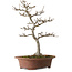 Acer buergerianum, 34 cm, ± 15 anni, con nebari di 12 cm