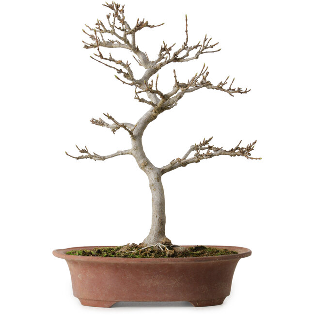 Acer buergerianum, 34 cm, ± 15 jaar oud, met een nebari van 12 cm