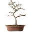 Acer buergerianum, 34 cm, ± 15 years old, with a nebari of 12 cm