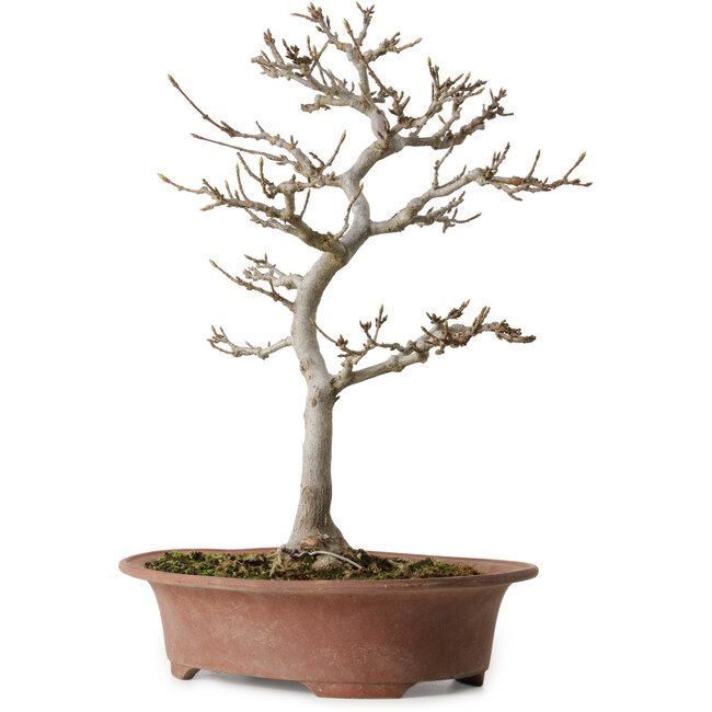 Acer buergerianum, 34 cm, ± 15 Jahre alt, mit einem Wurzelhals von 12 cm