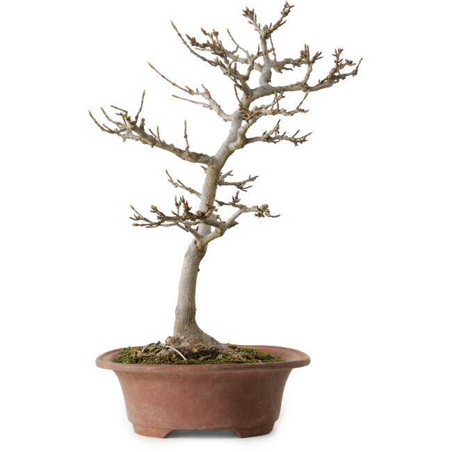 Acer buergerianum, 34 cm, ± 15 jaar oud, met een nebari van 12 cm