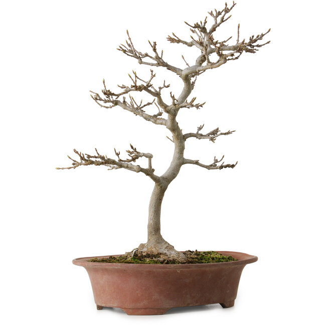 Acer buergerianum, 34 cm, ± 15 ans, avec un nebari de 12 cm