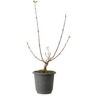 Acer buergerianum, 37 cm, ± 8 years old