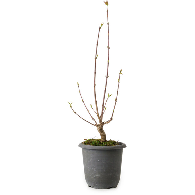 Acer buergerianum, 37 cm, ± 8 anni