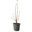 Acer buergerianum, 37 cm, ± 8 jaar oud