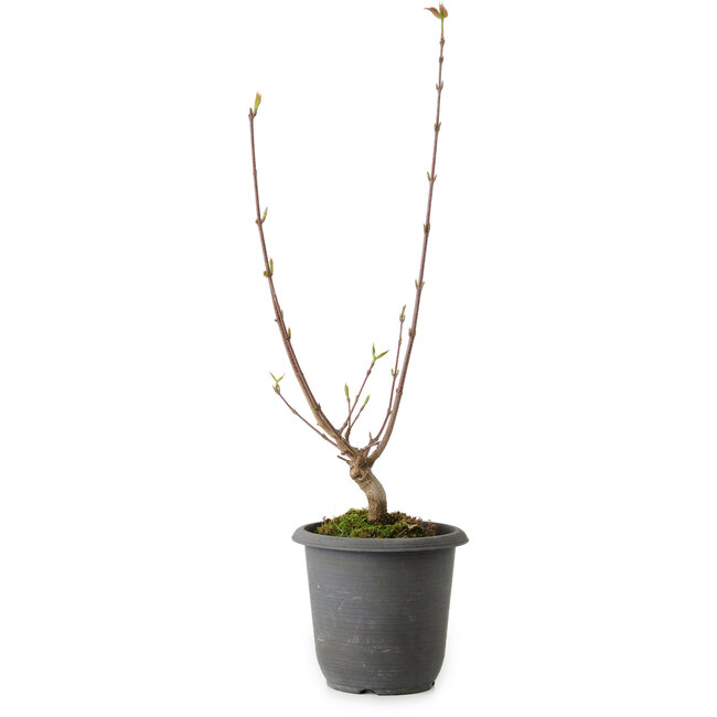 Acer buergerianum, 37 cm, ± 8 ans
