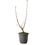 Acer buergerianum, 37 cm, ± 8 years old