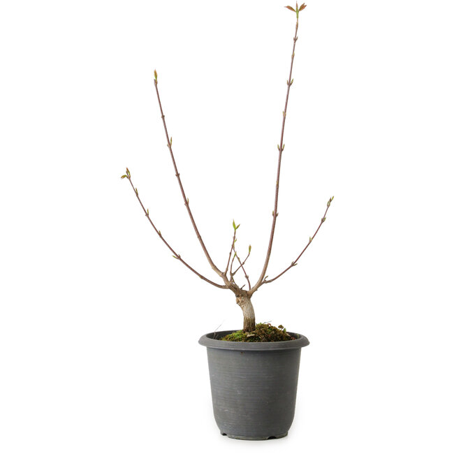Acer buergerianum, 37 cm, ± 8 ans