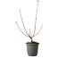 Acer buergerianum, 37 cm, ± 8 Jahre alt