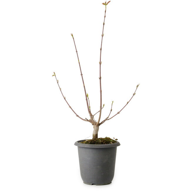 Acer buergerianum, 37 cm, ± 8 ans