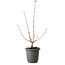 Acer buergerianum, 37 cm, ± 8 years old