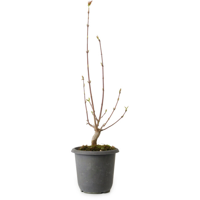 Acer buergerianum, 37 cm, ± 8 anni