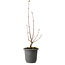 Acer buergerianum, 37 cm, ± 8 Jahre alt