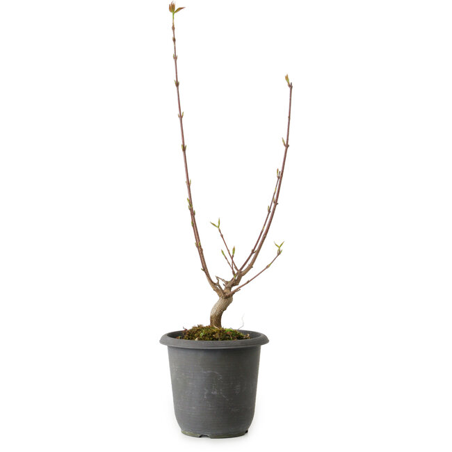 Acer buergerianum, 37 cm, ± 8 años