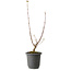 Acer buergerianum, 37 cm, ± 8 years old