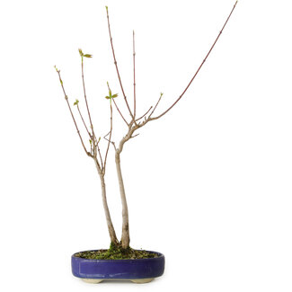 Acer buergerianum, 37 cm, ± 8 anni