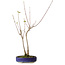 Acer buergerianum, 37 cm, ± 8 ans