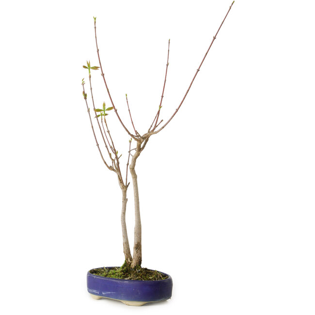 Acer buergerianum, 37 cm, ± 8 anni