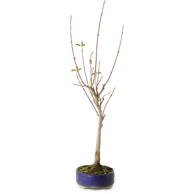 Acer buergerianum, 37 cm, ± 8 ans