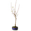 Acer buergerianum, 37 cm, ± 8 years old
