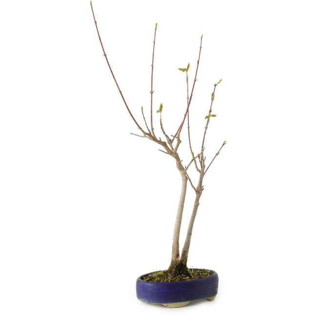Acer buergerianum, 37 cm, ± 8 Jahre alt