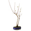 Acer buergerianum, 37 cm, ± 8 Jahre alt